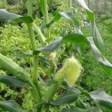 Kako saditi kukuruz i krastavce zajedno